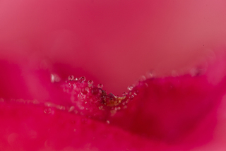 Капельки воды на красном лепестке розы (макро)
